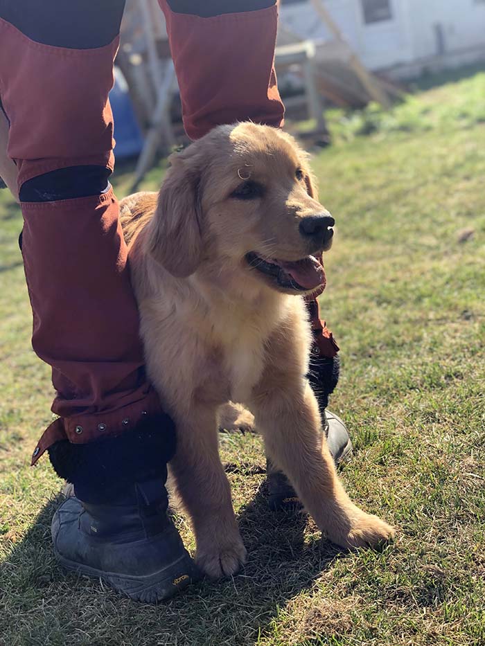 Coco mademoiselle - Golden retriever éducateur canin