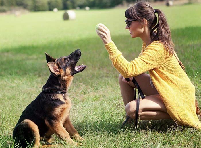 Educateur canin : Brice THOMAS