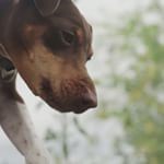 Instagram - Dressage chien