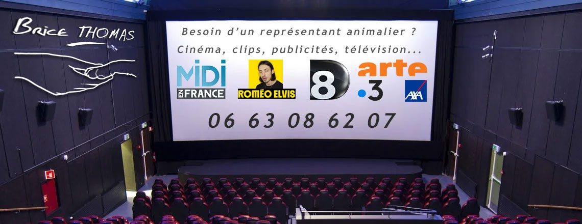 Dressage de chien pour le cinéma