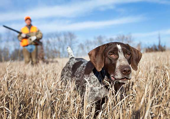 Dressage chien de chasse - education chien de chasse aix en