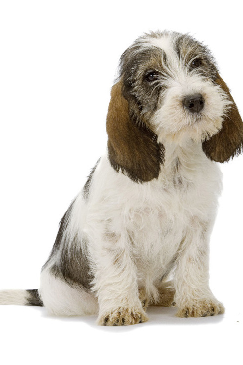 Grand Basset Griffon VendéenAucun