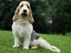 Image Grand Basset Griffon Vendéen