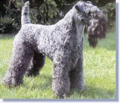 Image Kerry Blue Terrier