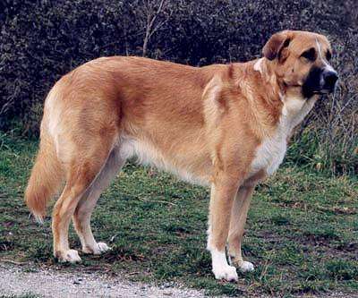 Rafeiro de AlentejoBouvier de l'Alentejo