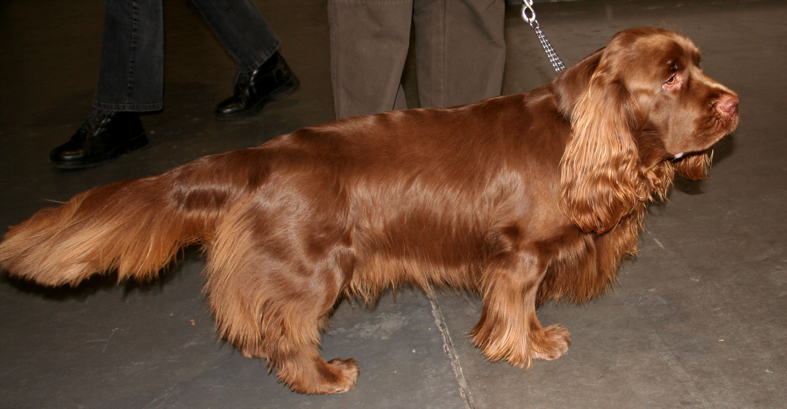 Sussex Spaniel 