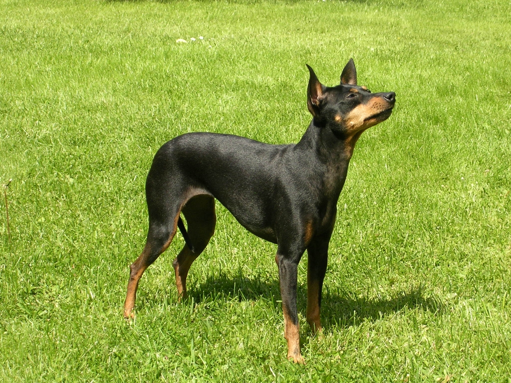 Toy Terrier noir et feu