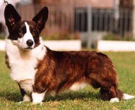 Image Welsh Corgi Cardigan