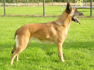 Image Berger Belge Malinois