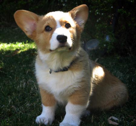 Image Welsh Corgi Pembroke