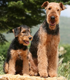 Image Airedale Terrier