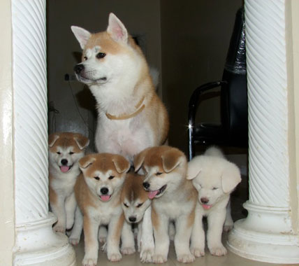 Image Akita Inu