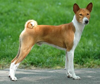 Image Basenji