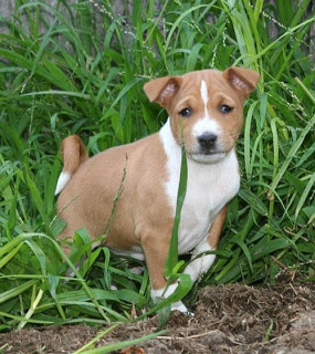 Image Basenji