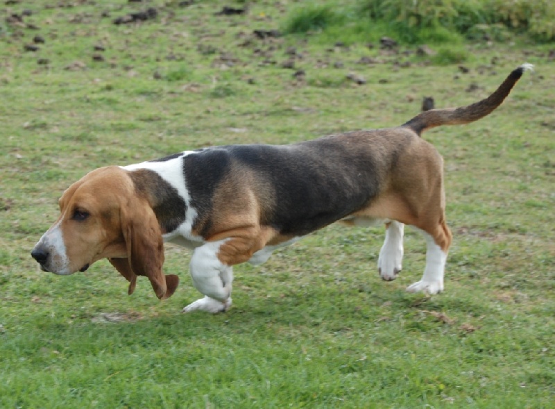 Image Basset Artésien Normand