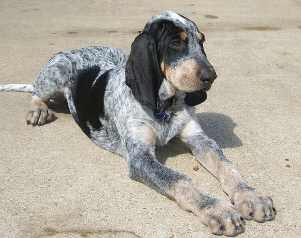 Image Basset Bleu de Gascogne