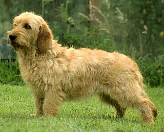 Basset Fauve de Bretagne