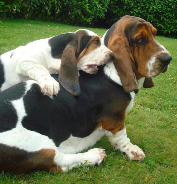 Image Basset Hound