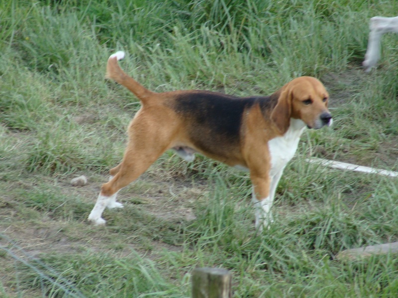 Beagle Harrier