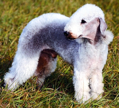 Image Bedlington Terrier