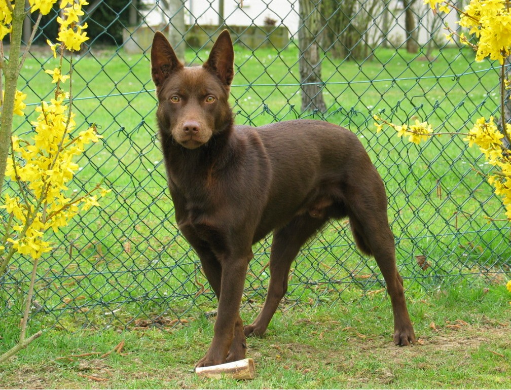 Image Berger Australien Kelpie