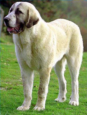 Elevage De Berger Dasie Centrale Amou Daria Buster