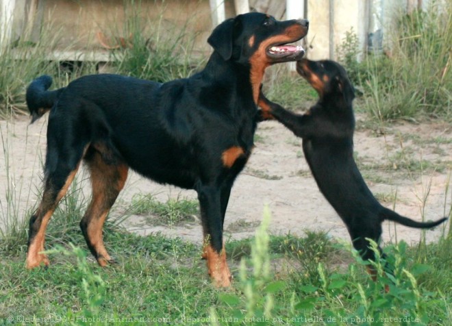 Berger de BeauceBeauceron - Bas-rouge