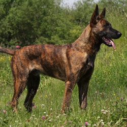 Chien De Berger Le Berger Hollandais Hollandse