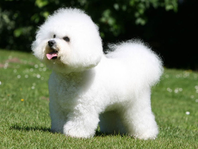 Image Bichon à poil Frisé