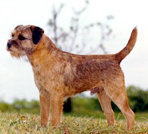 Image Border Terrier