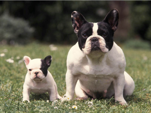 Bouledogue Français