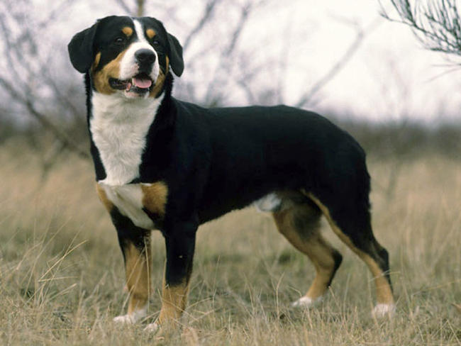 Bouvier de l'Entlebuch