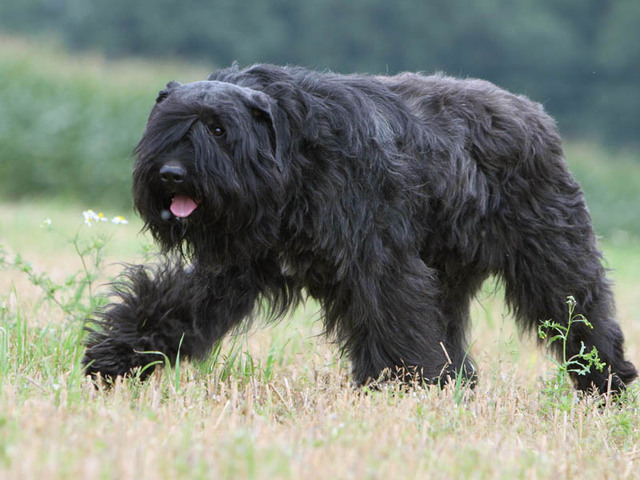 Bouvier des Flandres