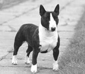 Bull Terrier Miniature