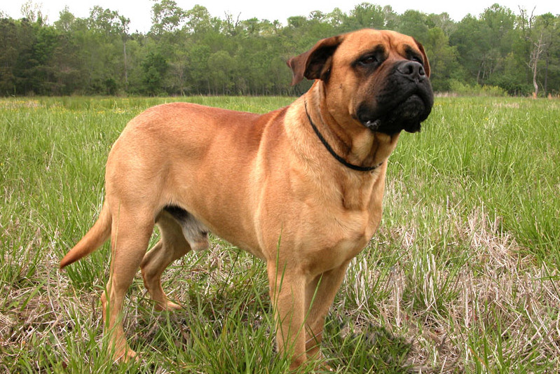 Image Bullmastiff