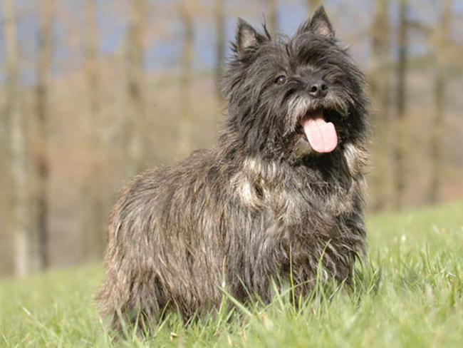 Cairn Terrier