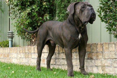 Image Cane Corso