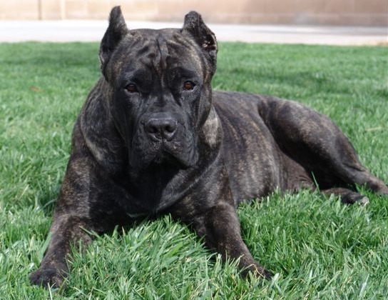 Image Cane Corso