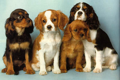 Image Cavalier King Charles