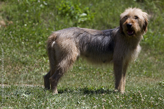 Chien Courant de BosnieChien courant d'Illyrie