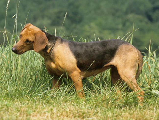 Chien Courant des BalkansSrpski Gonic