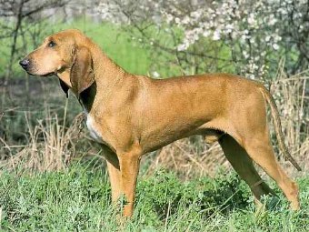 Chien Courant Italien à poil court