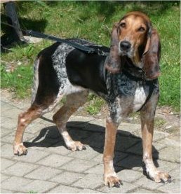 Chien Courant LucernoisChien Courant Suisse (Lucernois)