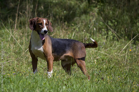 Image Chien Courant Yougoslave Tricolore