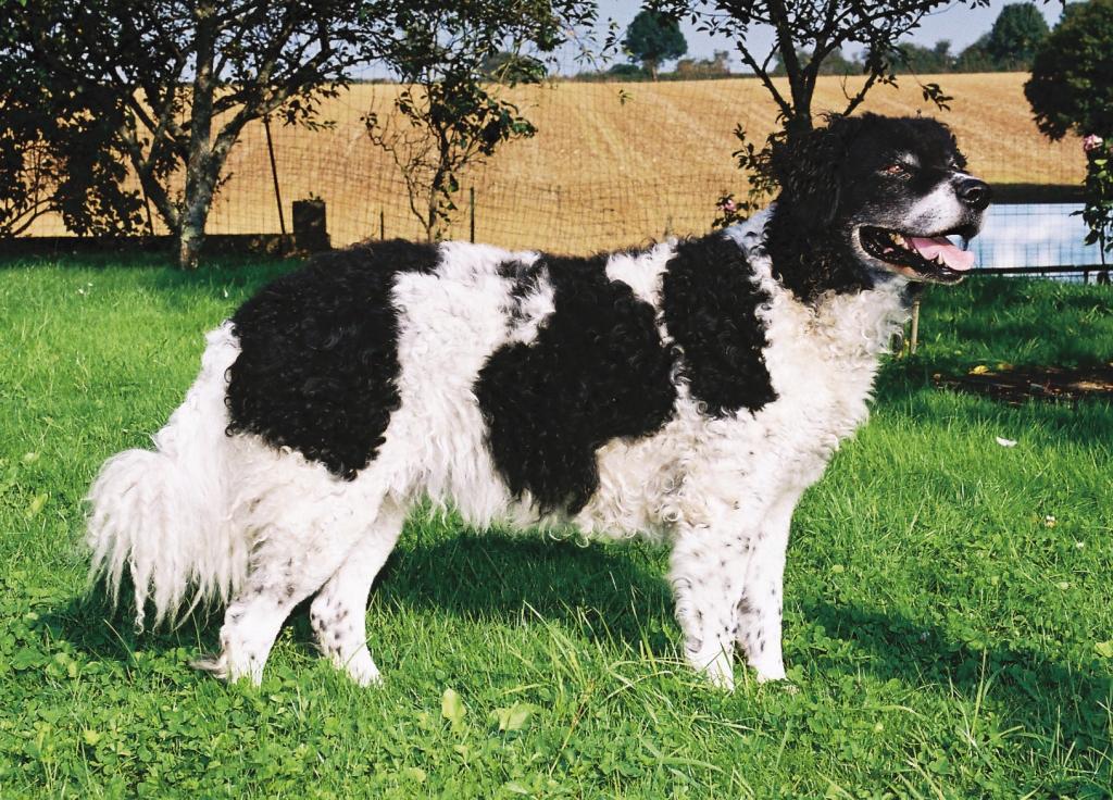 Chien d'eau FrisonChien d'eau néerlandais