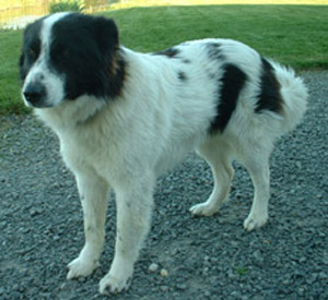 Chien de l'AtlasAÏdi - Berger de l'Atlas