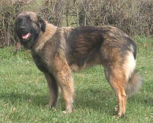 Chien de montagne Portugais à poil courtChien de la Serra da Estrela