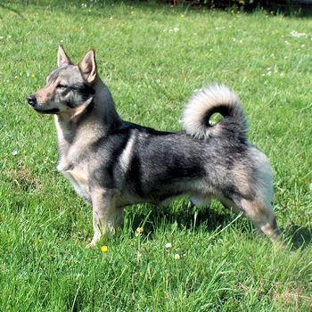 Chien des GothsVastgotaspets - Chien des Goths de l'Ouest - Spitz des Wisigoths - Berger Suédois - Vallhund Suédois