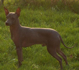 Image Chien du Pérou à peau nue (moyen)