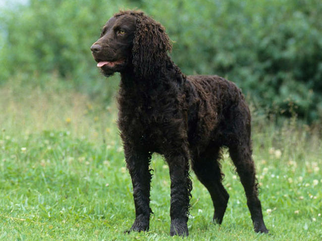 Chien d'eau Portugais